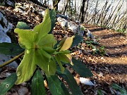 83  Gli ellebori  fecondati di varia colorazione(Helleborus niger) 
